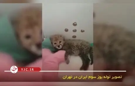 اولین تصویر سومین توله‌ یوزپلنگ ایران در تهران