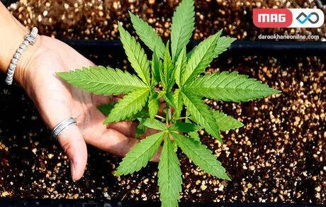 فروختن ماری جوآنا به جای سبزی عید در ایران + ویدئو