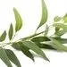 خواص اکالیپتوس و سلامت بدن 