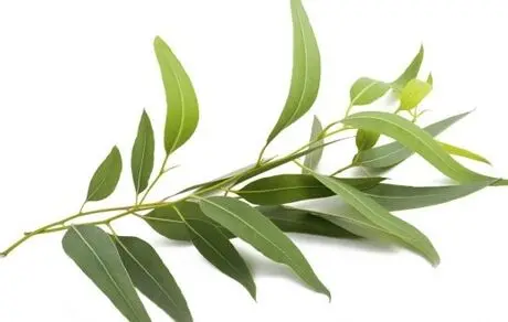 خواص اکالیپتوس و سلامت بدن 
