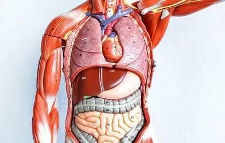 دانستنی‌هایی شگفت انگیز درباره بدن انسان