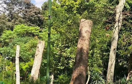 درختان از افراد در برابر افسردگی محافظت می کنند!