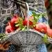 خواص بی نظیر میوه ای که 3 بار نامش در قرآن آمده