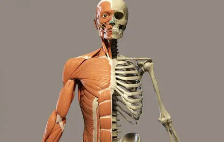حقایقی جذاب درباره اسکلت انسان
