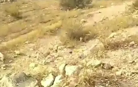خاموش کردن آتش سوزی گچساران با الاغ! 