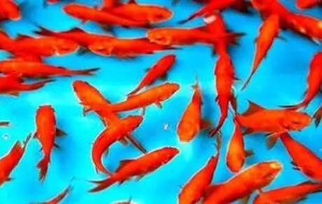 نشانه‌های ماهی قرمز سالم