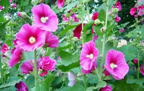 گل ختمی ناراحتی کلیه و رحم در زنان را تسکین می‌دهد 