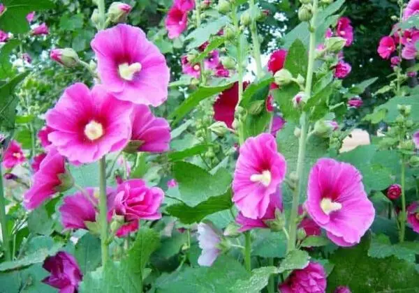 گل ختمی ناراحتی کلیه و رحم در زنان را تسکین می‌دهد 