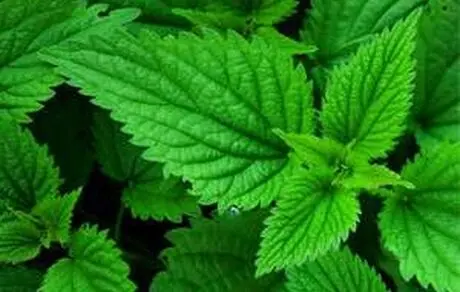 از خوردن این سبزی دارویی غافل نشوید