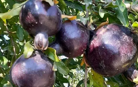 خواص درمانی انار سیاه