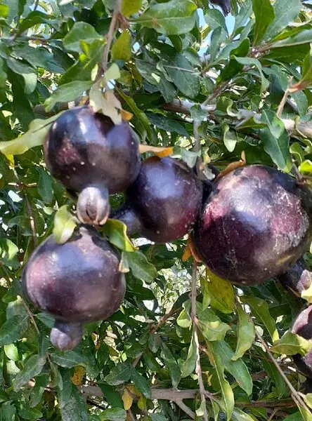 خواص درمانی انار سیاه