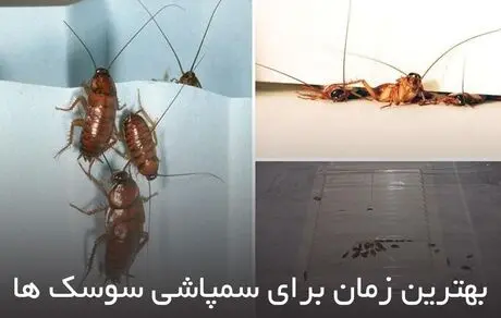 بهترین زمان برای سمپاشی سوسک ها
