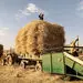 پرداخت تمام مطالبات کشاورزان
