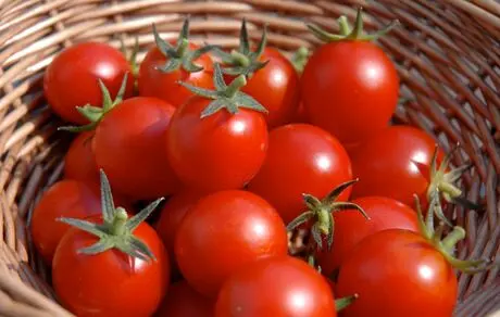 عوارض گوجه فرنگی را بشناسید