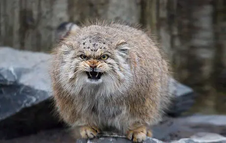 گربه پالاس برای زمستان آماده شد! + فیلم