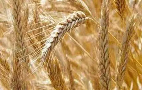 غذایی که موجب استحکام استخوان‌ها می‌شود