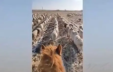 آموزش سربازی به گوسفندان در چین
