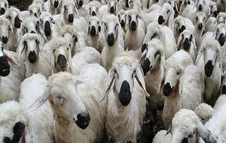 جدیدترین قیمت دام زنده/ سیگنال کاهش قیمت گوشت!