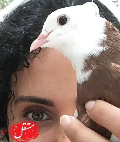 کبوتر زیبای الناز شاکردوست + عکس