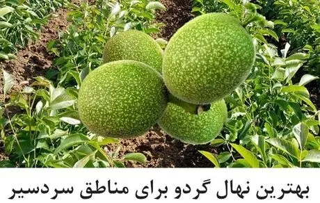 راهنمای خرید بهترین نهال گردو برای مناطق سردسیر: