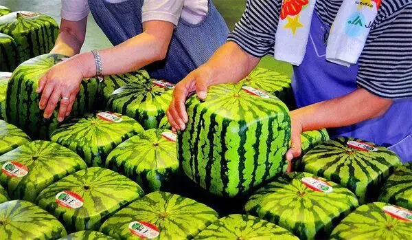 هندوانه های مکعب کشاورزان ژاپنی برای راحتی در انبارسازی