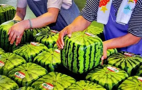 هندوانه های مکعب کشاورزان ژاپنی برای راحتی در انبارسازی