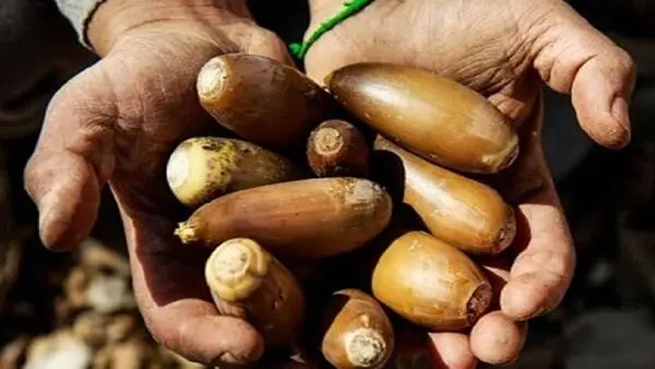 مستند «بلوط؛ رویش دوباره»