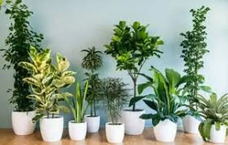 پنج روش برای بهبود کیفیت هوا در خانه