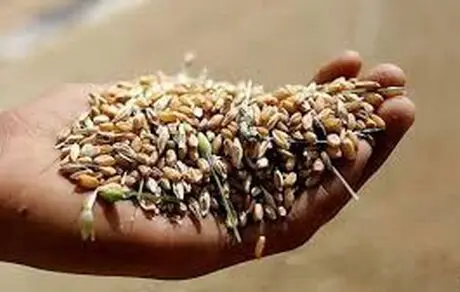 سال ۲۰۲۳ سال فاجعه غذایی در جهان است