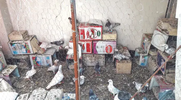 برادرکشی در آلونک کبوترها