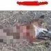 شخصی که فیلم سلاخی حیوانات را منتشر کرده بود دستگیر شد