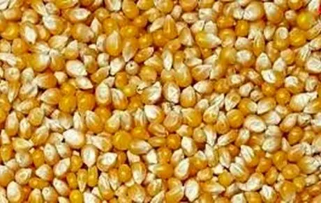 ماجرای ترخیص ذرت های آلوده چه بود؟