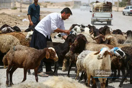 قیمت جدید دام زنده مشخص شد/ چرا قیمت گوشت قرمز کاهش نداشت؟