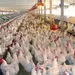 نرخ جدید مرغ دوشنبه تعیین می‌شود