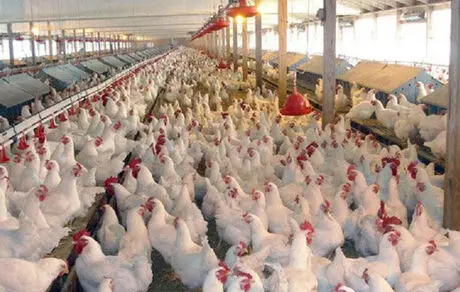 نرخ جدید مرغ دوشنبه تعیین می‌شود