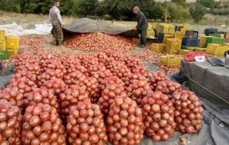 قیمت پیاز رکورد دار اشک درآورها شد!