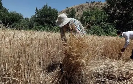 بحران و گرانی مواد غذایی در پیش است