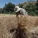 بحران و گرانی مواد غذایی در پیش است