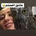 جغد خونگی دیده بودین؟ + عکس