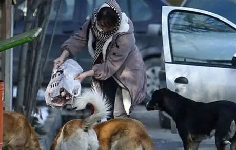 نتیجه غذا دادن به سگ‌های ولگرد؛ حمله سگ‌های بی‌صاحب به کودکان 