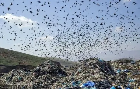 منشاء بوی بد اطراف فرودگاه بین المللی امام خمینی معلوم شد