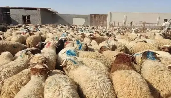 گوشت قرمز ارزان نشد؛ واردات گوشت به‌رغم مازاد دام زنده!