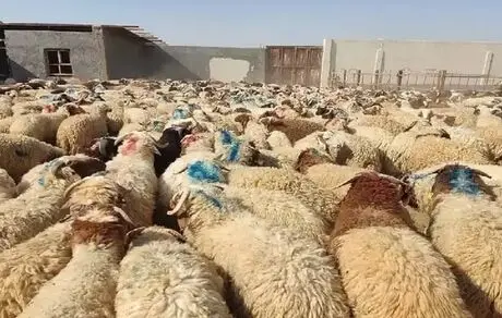 گوشت قرمز ارزان نشد؛ واردات گوشت به‌رغم مازاد دام زنده!