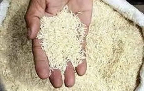 برنج ایرانی هم آفلاتوکسین دارد؟!