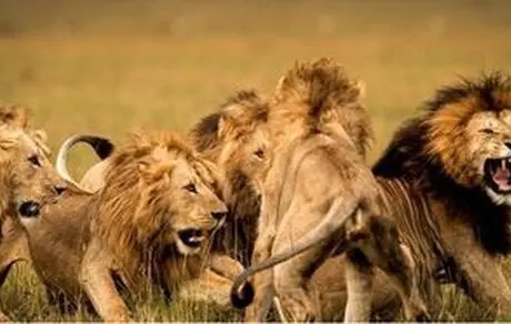 شهر خطرناکی که به جای گربه، شیر دارد