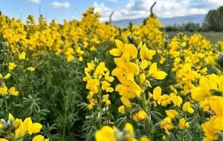 با دیدن این گُل به سرعت از منطقه فرار کنید! + عکس