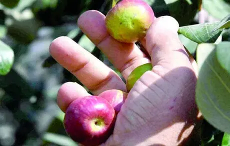 میوه‌ای شبیه به سیب که جان دو کودک را گرفت
