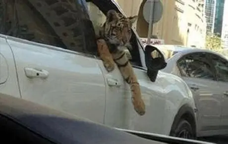 نگهدارندگان حیوانات مجرم هستند
