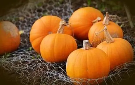 خواص بی نظیر کدوحلوایی