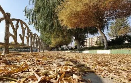 تا حالا فکر کردید که چرا ریزش برگ‌ها در پاییز را دوست دارید؟ 